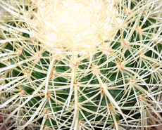 Kaktus-Stacheln.jpg